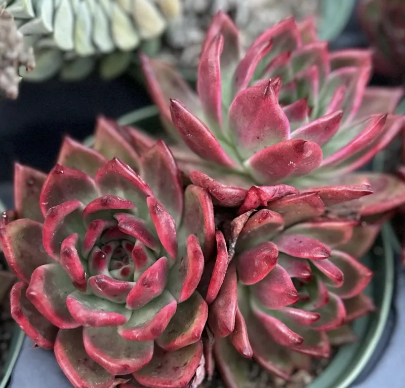 Echeveria agavoides ‘Scarlet’