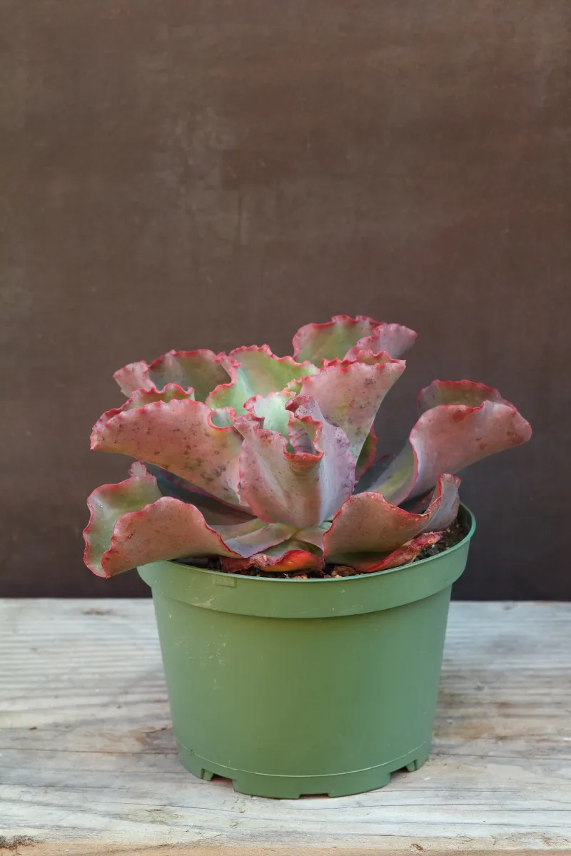 Echeveria ‘First Lady’