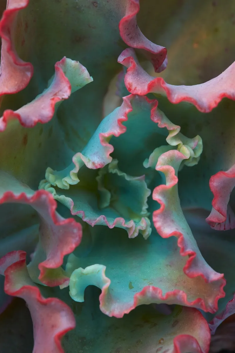 Echeveria ‘First Lady’, foto 2