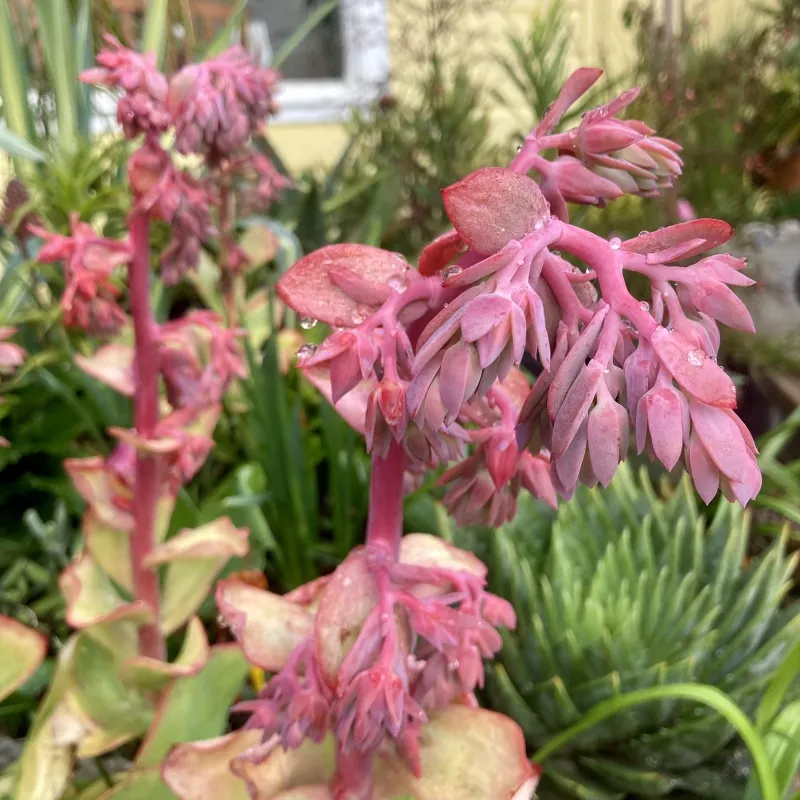 Echeveria ‘Green Spoon’