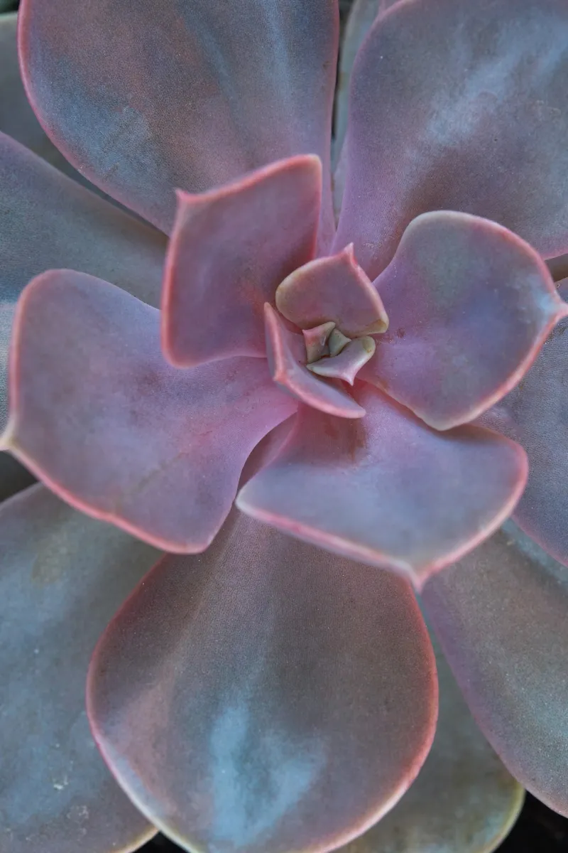 Echeveria ‘Perle Von Nurnberg’