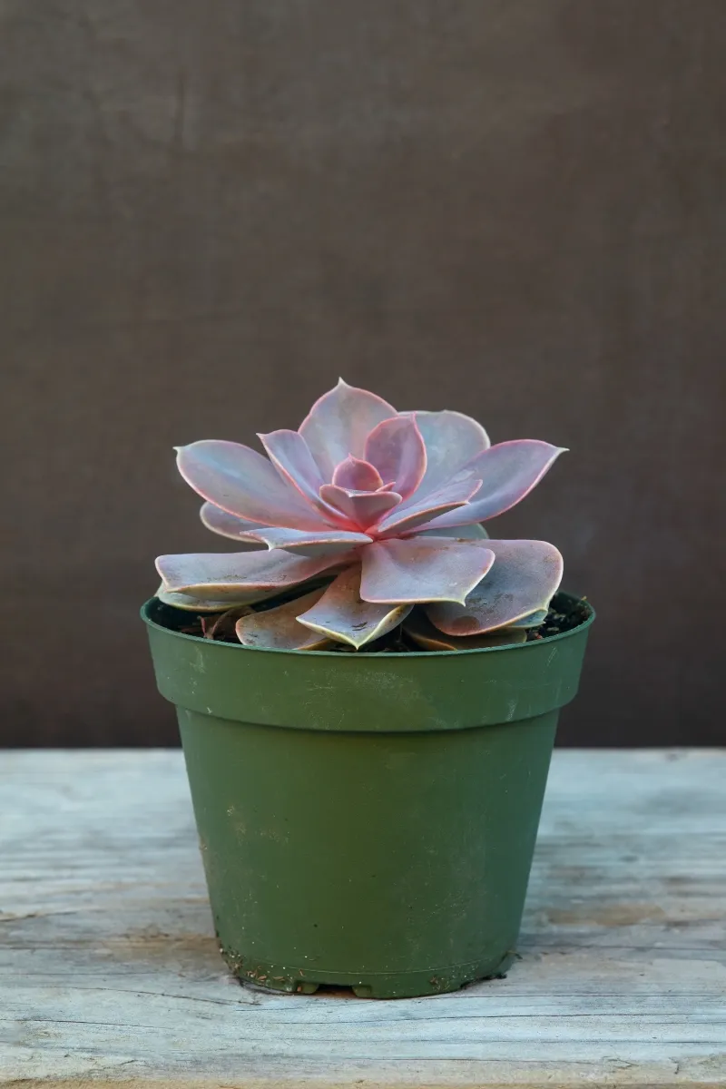 Echeveria ‘Perle Von Nurnberg’, foto 2