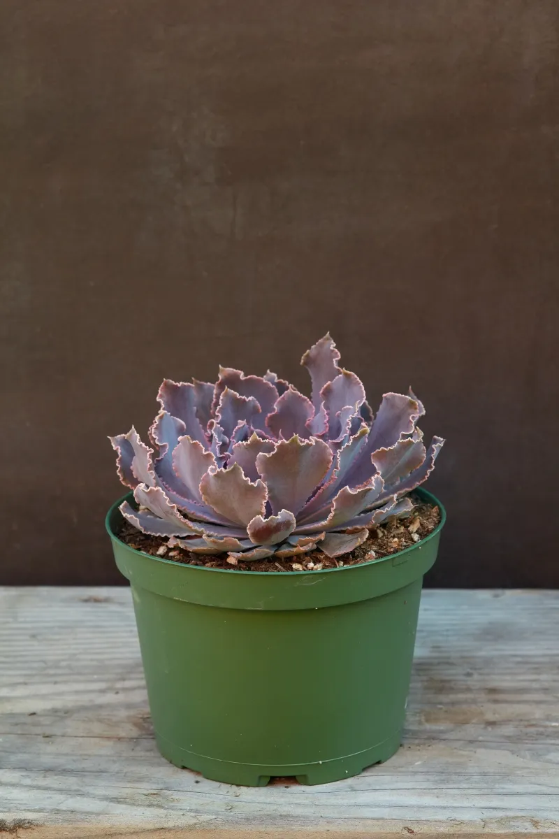 Echeveria ‘Pink Frills’