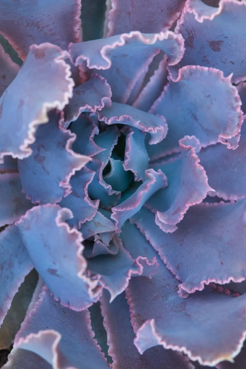Echeveria ‘Pink Frills’, photo 2