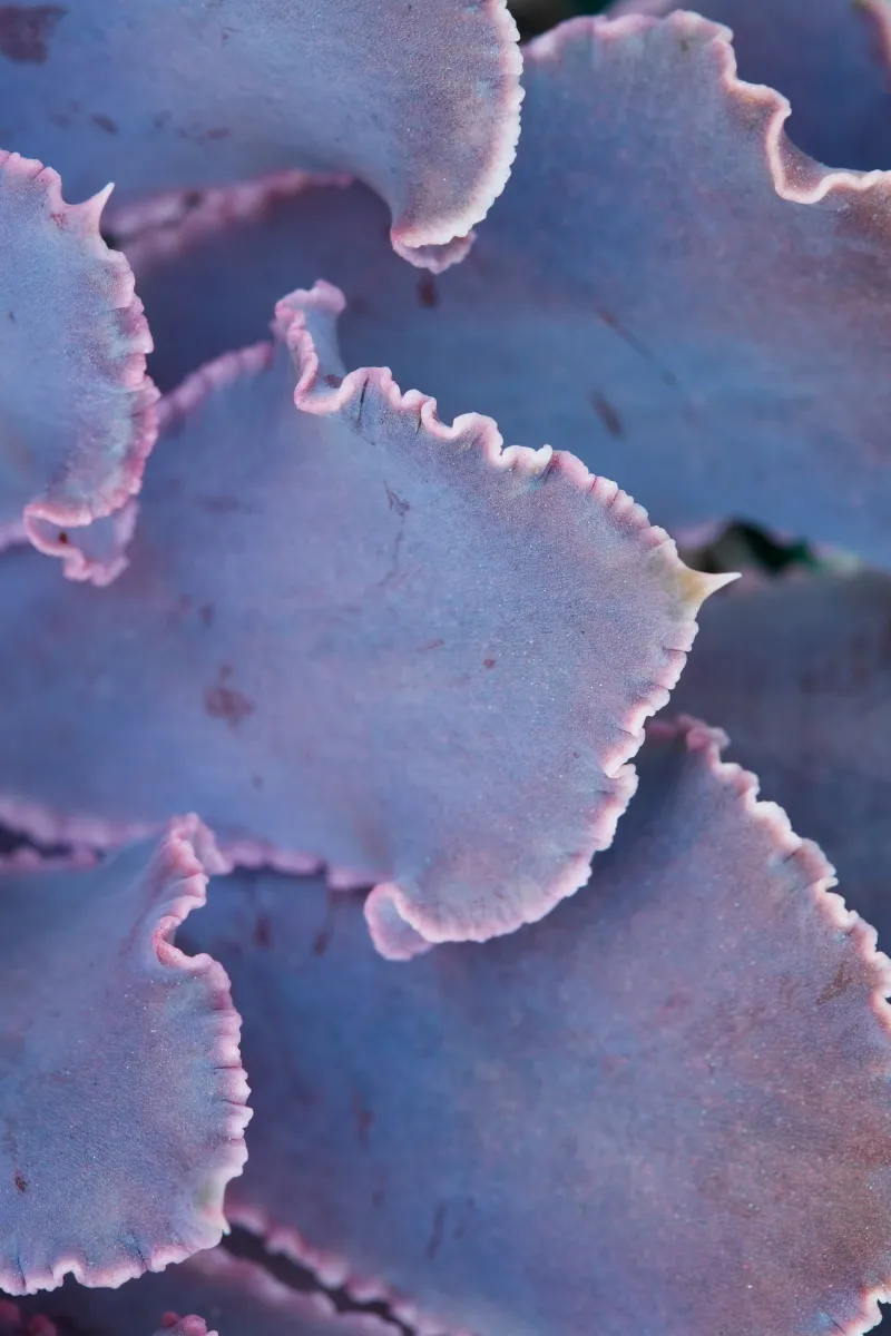 Echeveria ‘Pink Frills’, photo 3