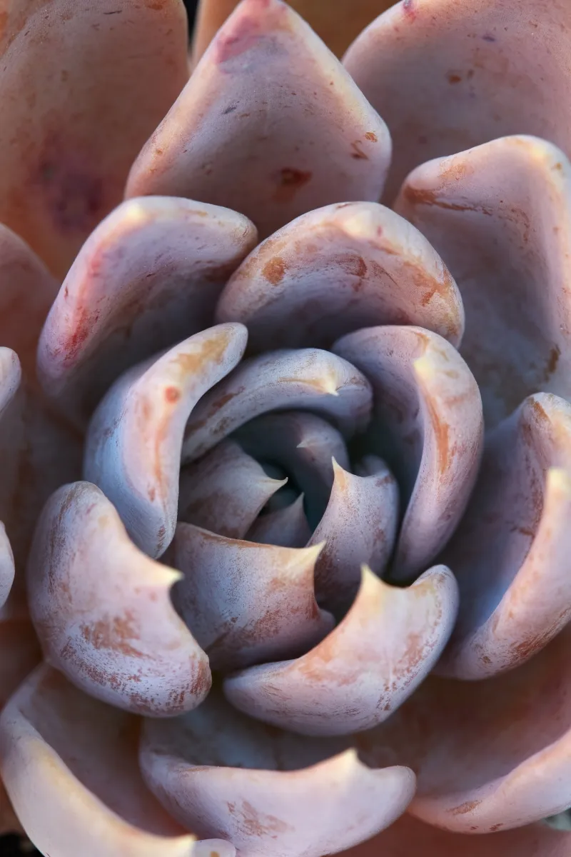 Echeveria ‘Silver Queen’