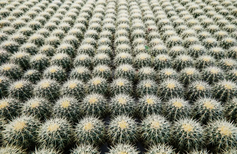 Echinocactus grusonii, foto 3