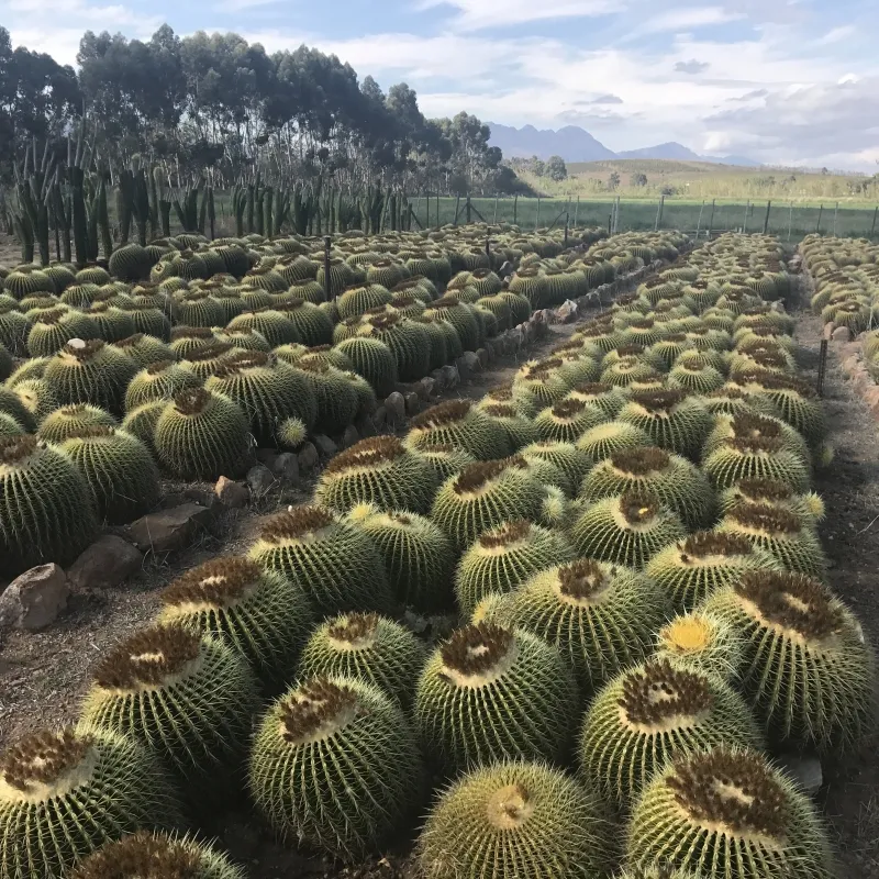 Echinocactus grusonii, foto 4
