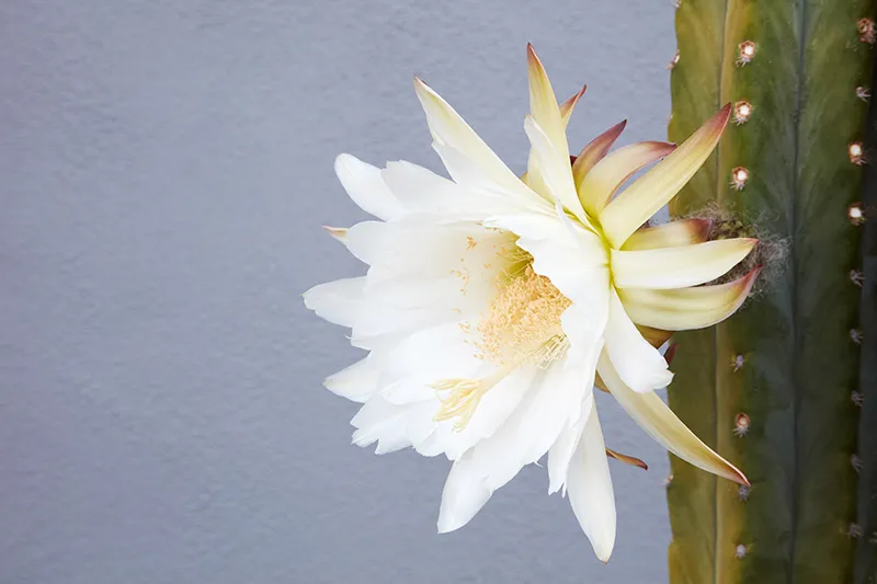 Echinopsis pachanoi ‘San Pedro’