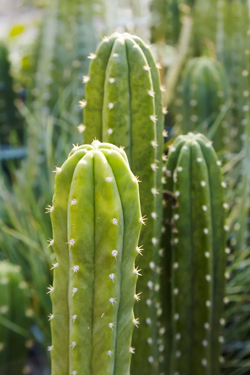 Echinopsis pachanoi ‘San Pedro’, foto 2