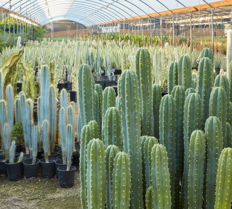 Echinopsis pachanoi ‘San Pedro’, foto 3