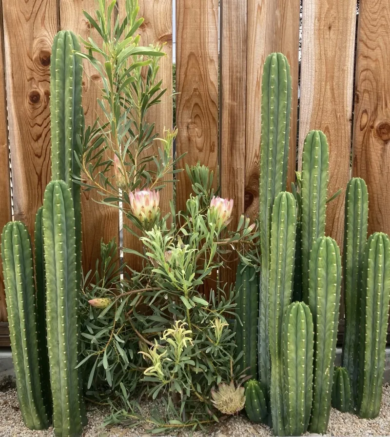 Echinopsis pachanoi ‘San Pedro’, foto 4