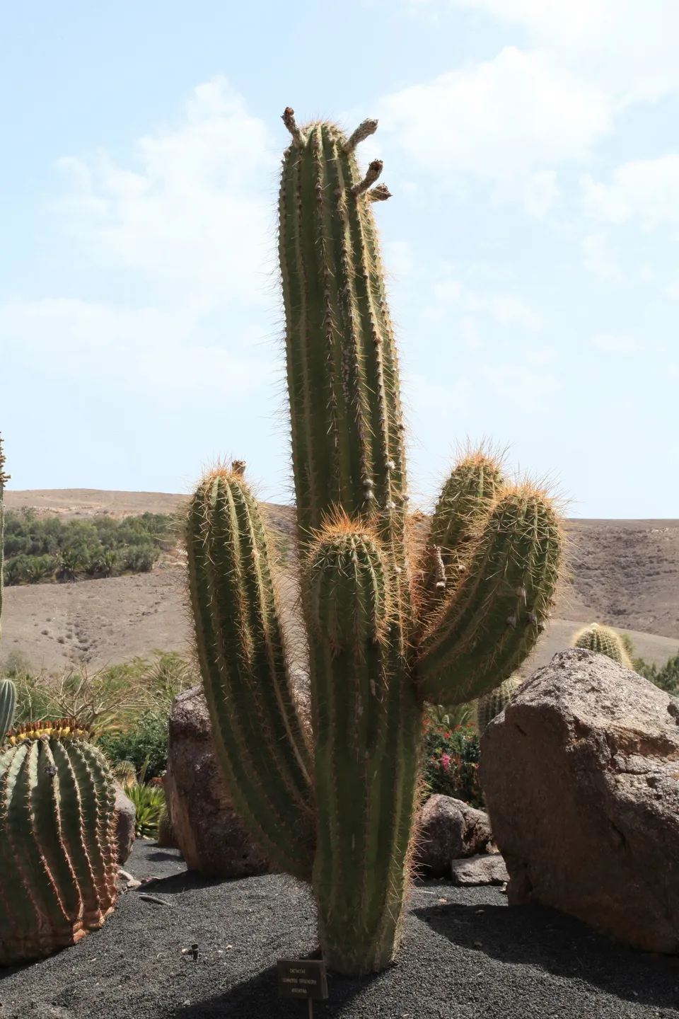 Echinopsis terscheckii