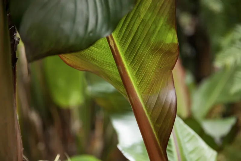 Ensete ventricosum ‘Maurelii’