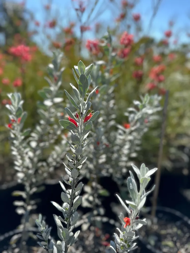 Eremophila glabra ‘Fire and Ice’
