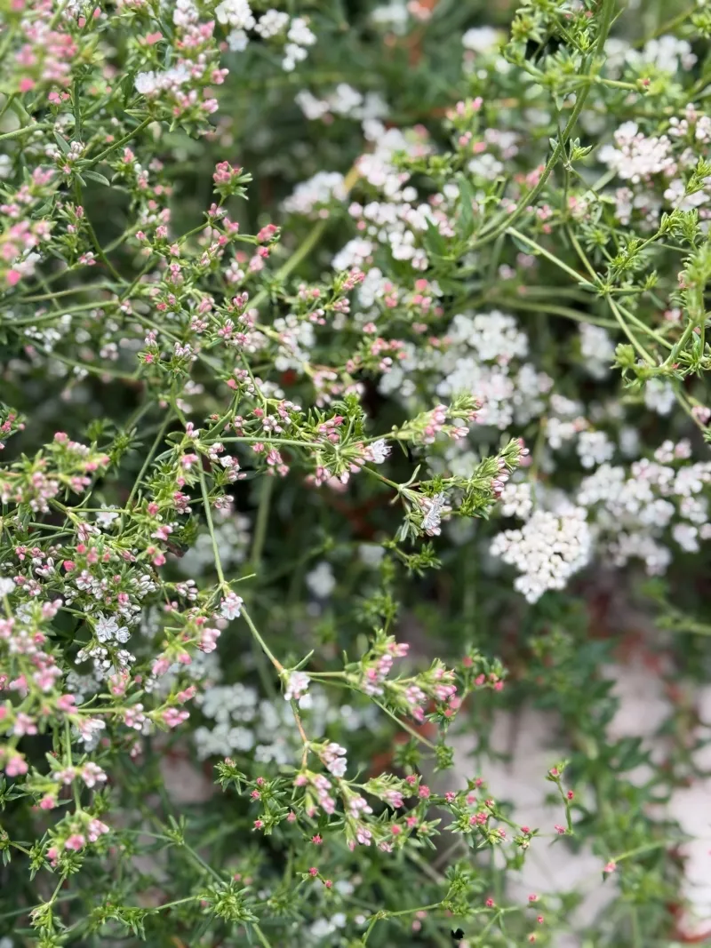 Eriogonium fasciculatum ‘Warriner Lytle’