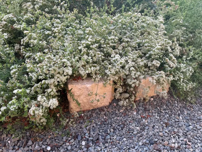Eriogonium fasciculatum ‘Warriner Lytle’, foto 2