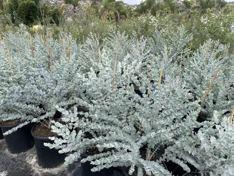Eucalyptus albida, foto 2