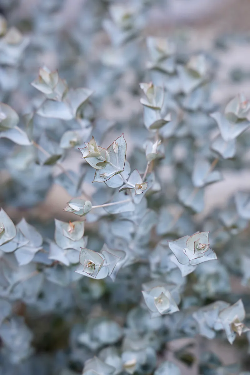 Eucalyptus lunata ‘Moon Lagoon’