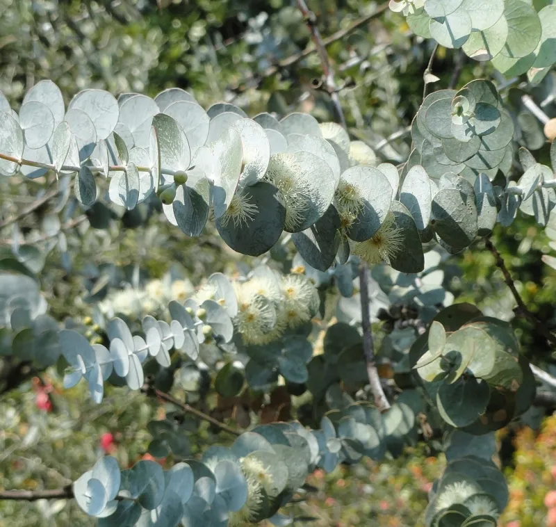 Eucalyptus pulverulenta ‘Baby Blue’