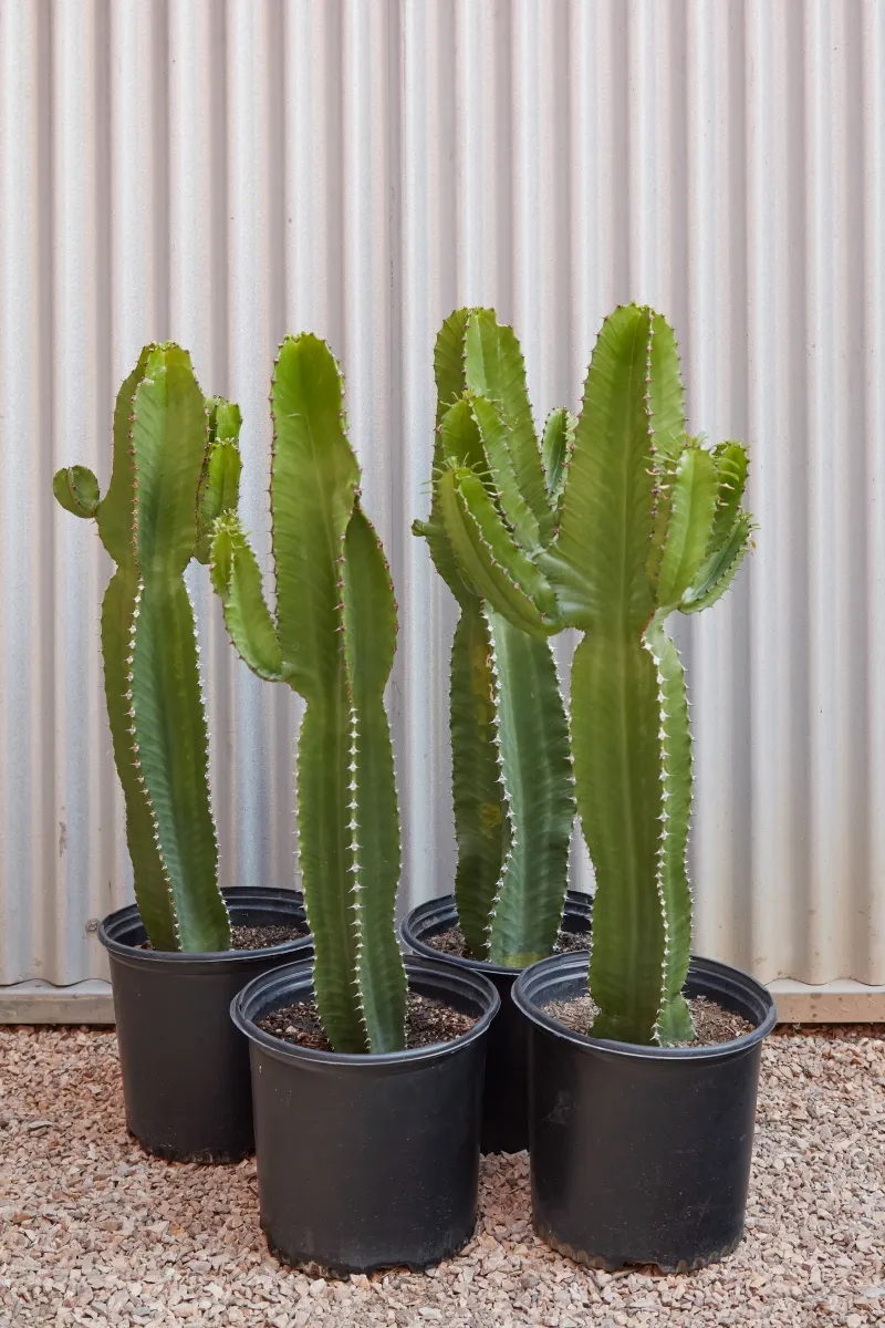 Euphorbia ammak, foto 2