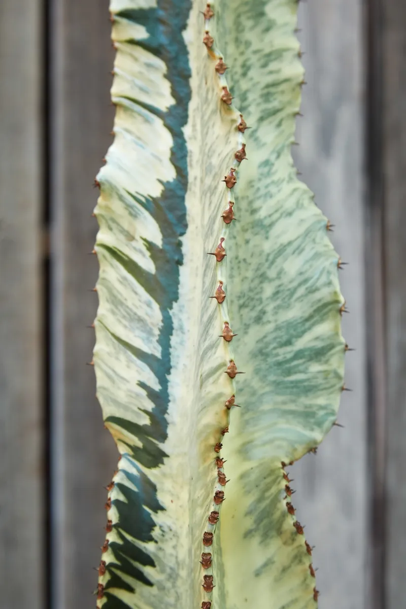 Euphorbia ammak ‘Variegata’, foto 2