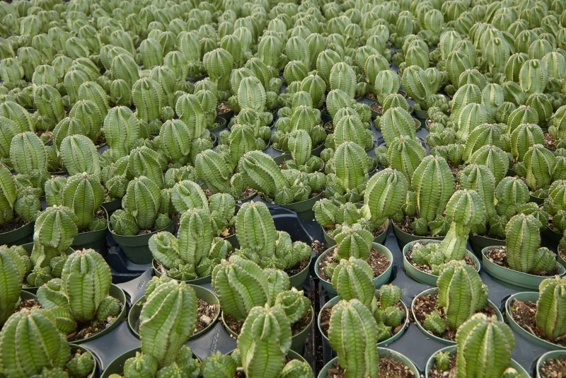 Euphorbia anoplia ‘Mother Hubbard’