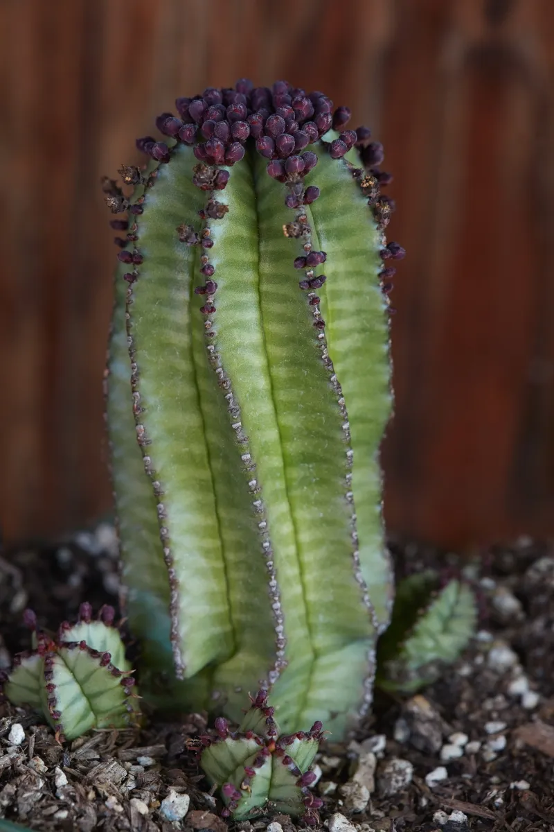 Euphorbia anoplia ‘Mother Hubbard’, foto 2