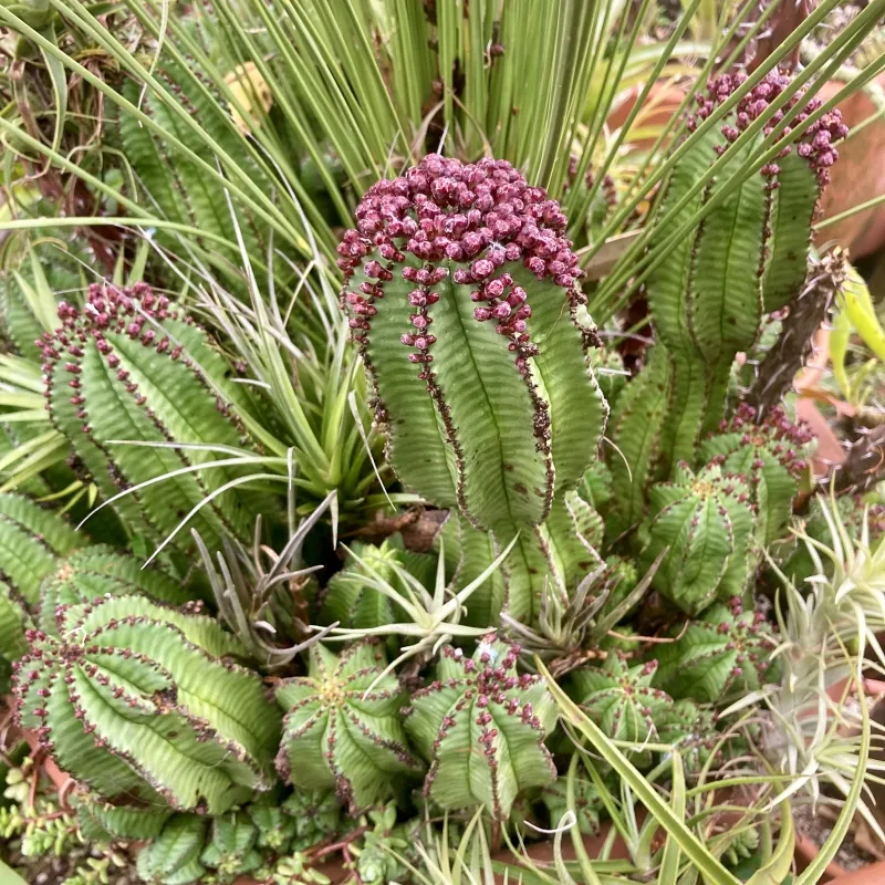 Euphorbia anoplia ‘Mother Hubbard’, foto 3