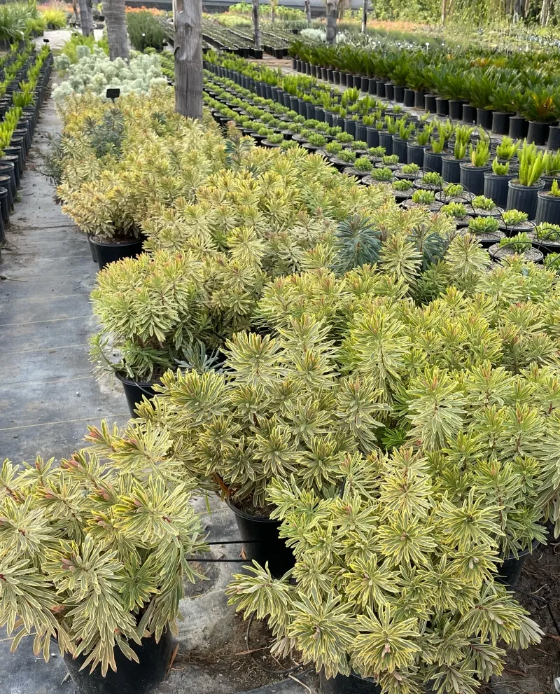 Euphorbia ‘Ascot Rainbow’, foto 2