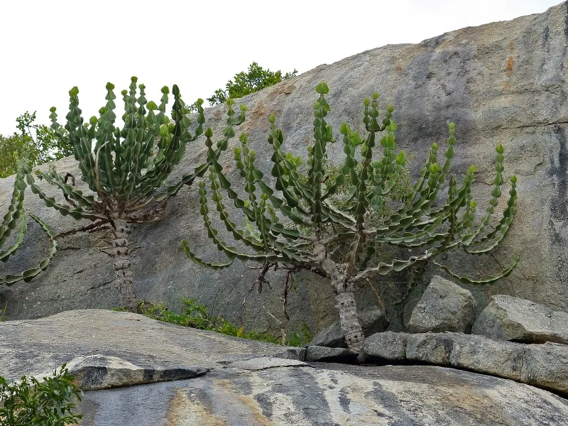 Euphorbia cooperi, foto 2