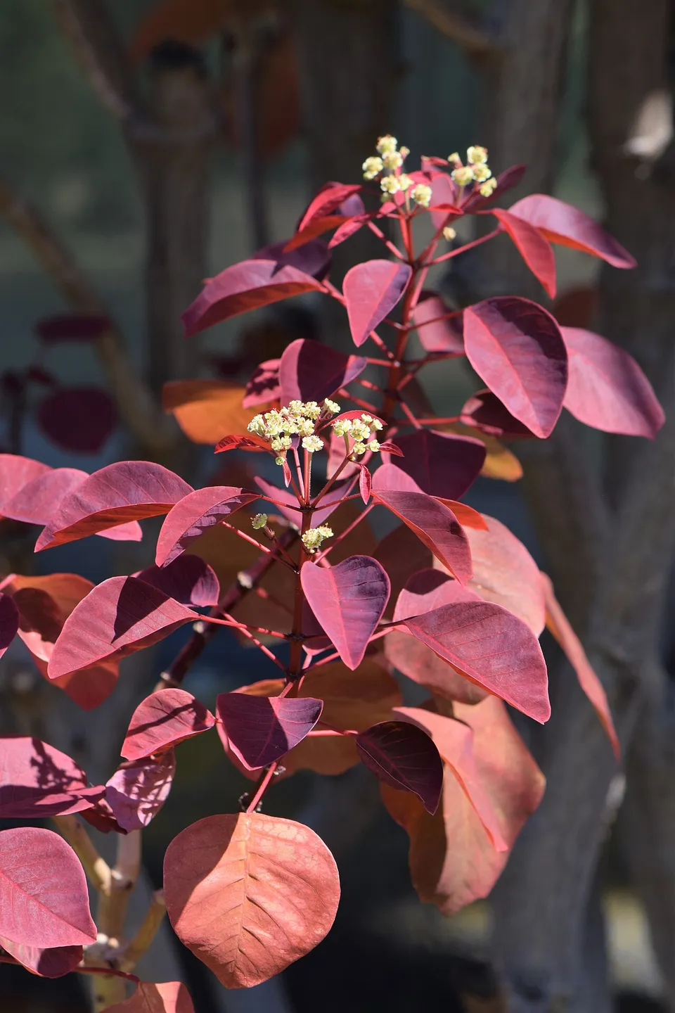 Euphorbia cotinifolia