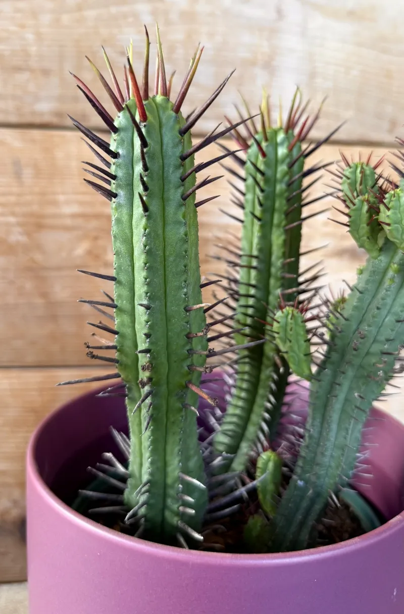 Euphorbia enopla, foto 2