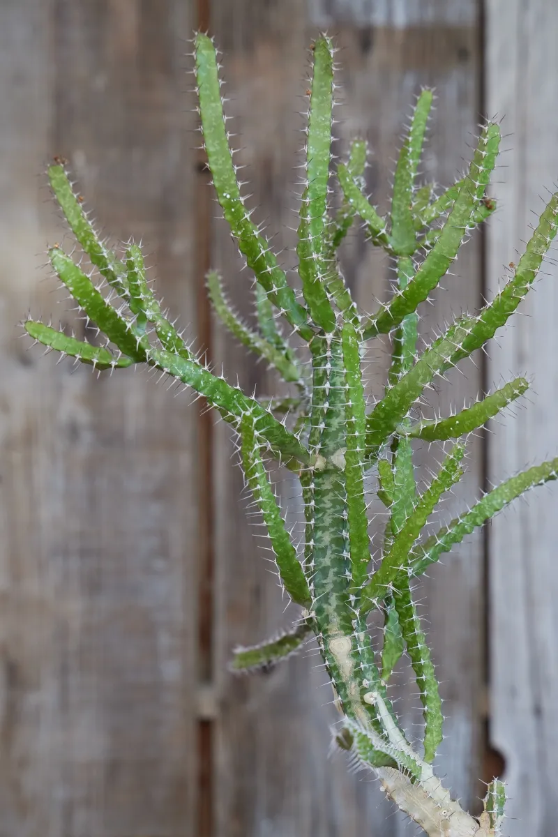 Euphorbia evansii, foto 2