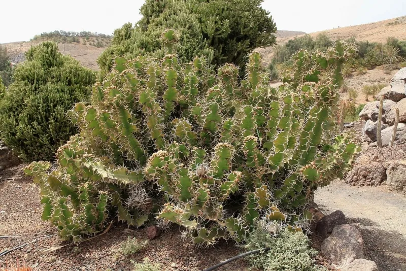 Euphorbia grandicornis, foto 2