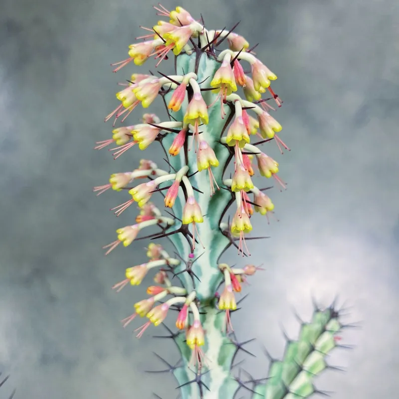 Euphorbia greenwayi, foto 2