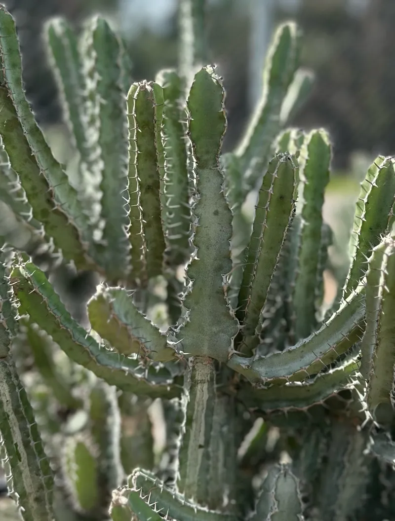 Euphorbia keithii, foto 2