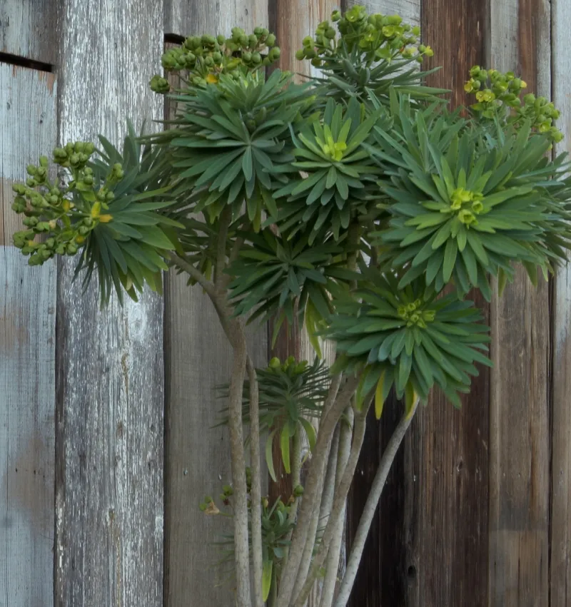 Euphorbia lambii, photo 2