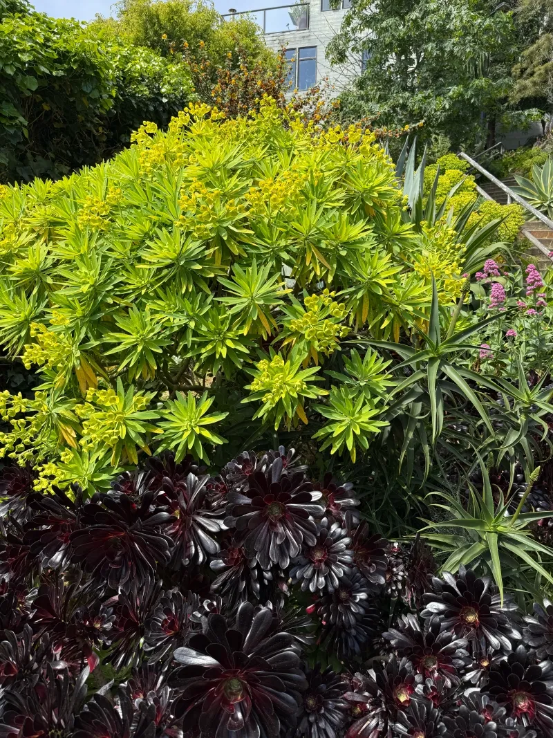 Euphorbia lambii, photo 4