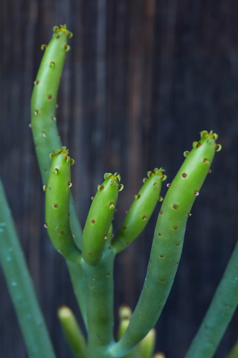 Euphorbia leucodendron