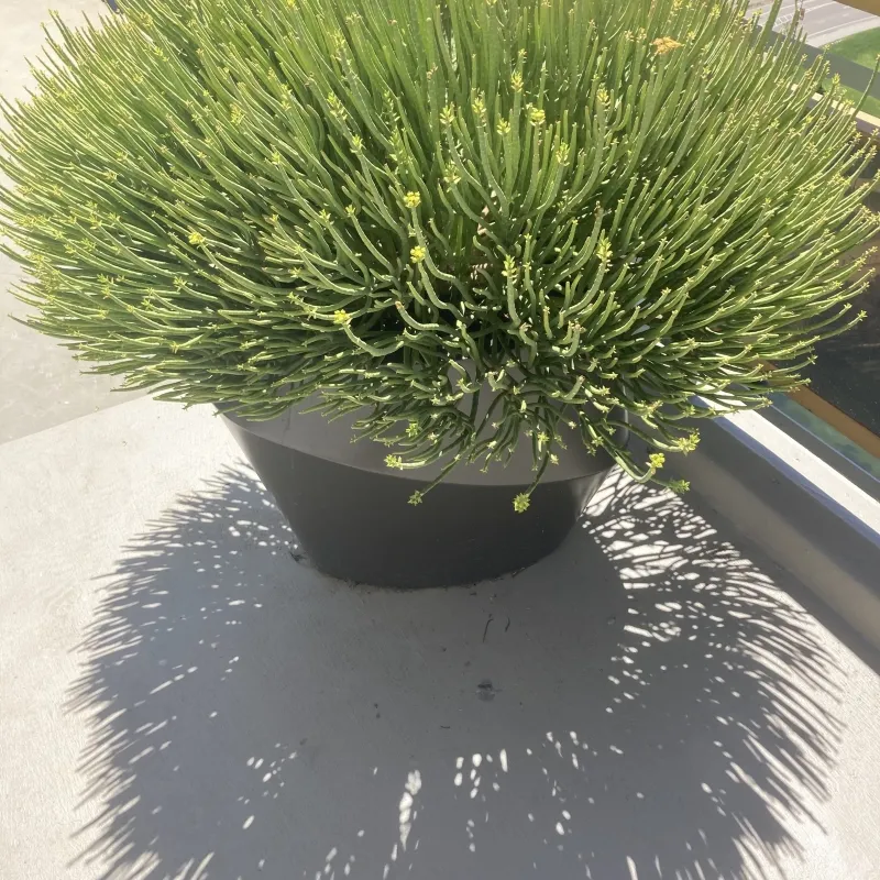 Euphorbia mauritanica, foto 2
