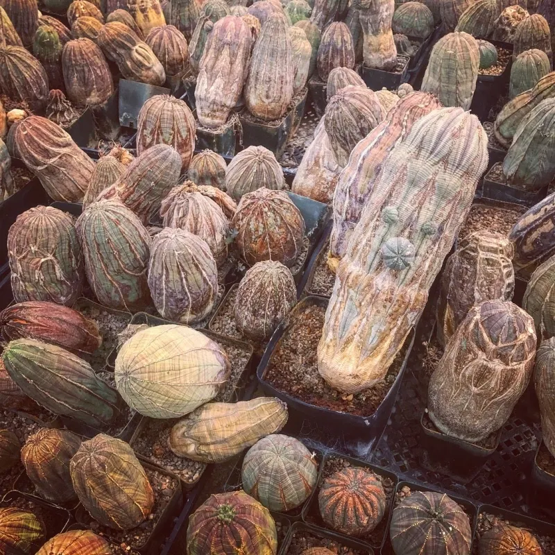 Euphorbia obesa, foto 2