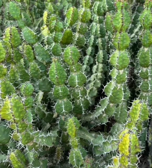 Euphorbia pseudocactus, foto 2