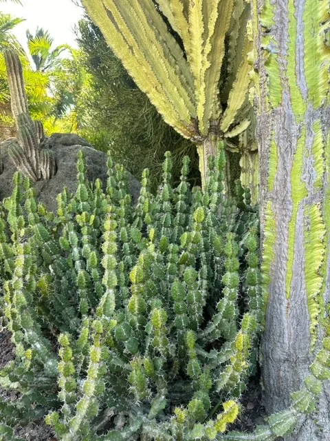 Euphorbia pseudocactus, foto 3