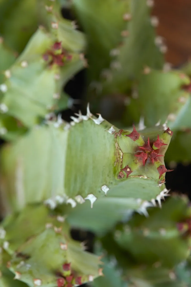 Euphorbia resinifera, foto 3