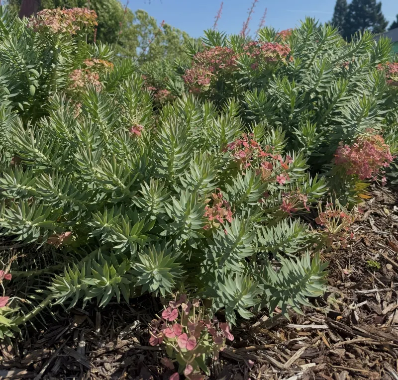 Euphorbia rigida, foto 2