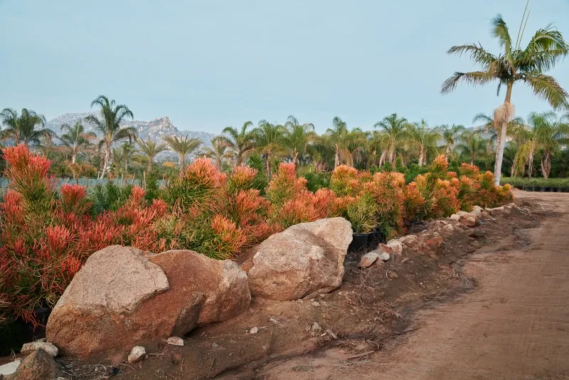 Euphorbia tirucalli ‘Sticks on Fire’, foto 2