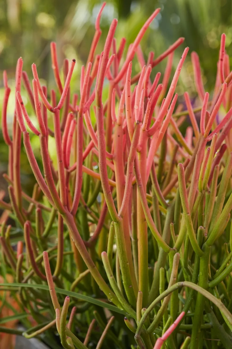 Euphorbia tirucalli ‘Sticks on Fire’, foto 3