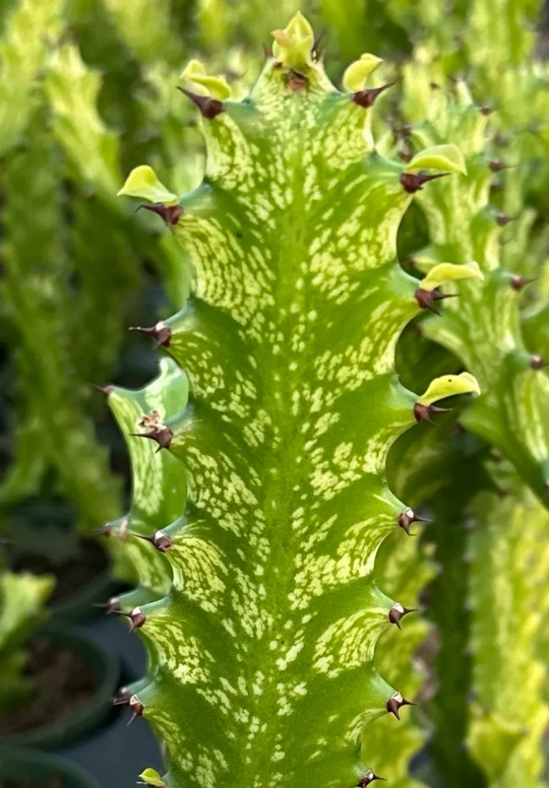 Euphorbia trigona ‘Mint Cream’
