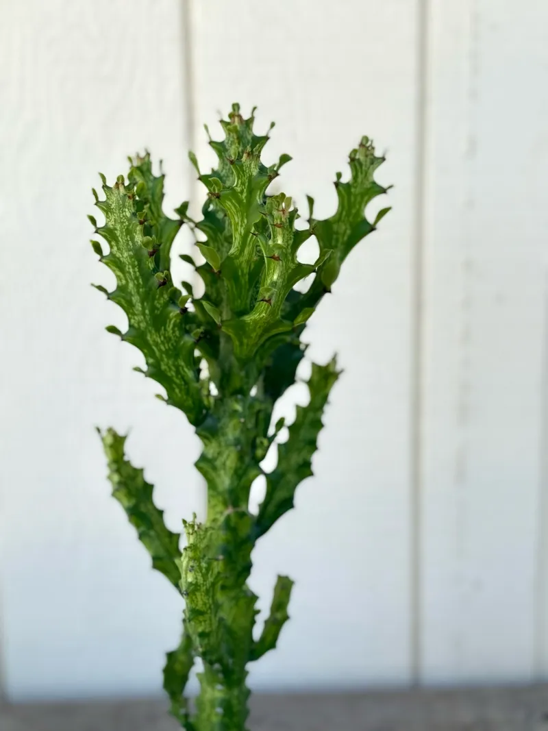 Euphorbia trigona ‘Mint Cream’, foto 2